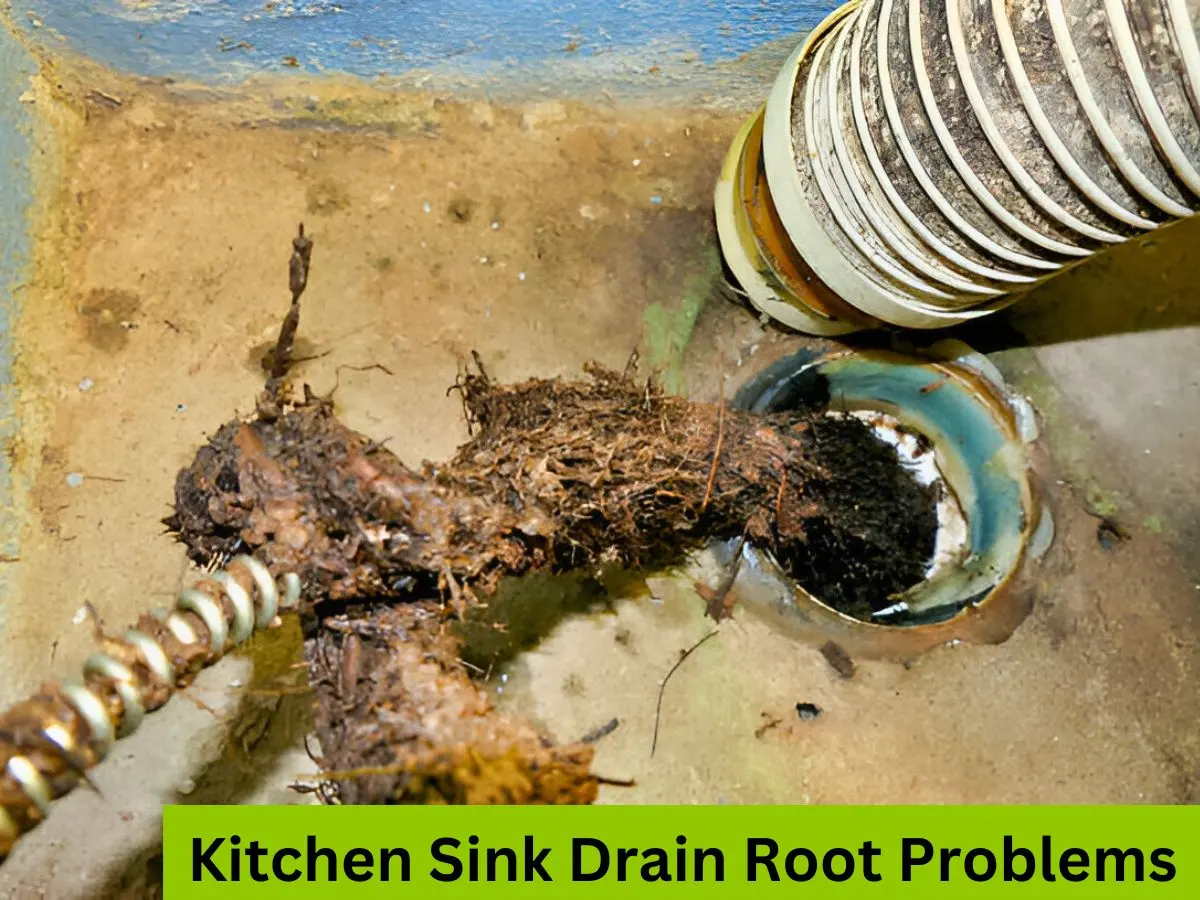 Understanding Kitchen Sink Drain Root Problems