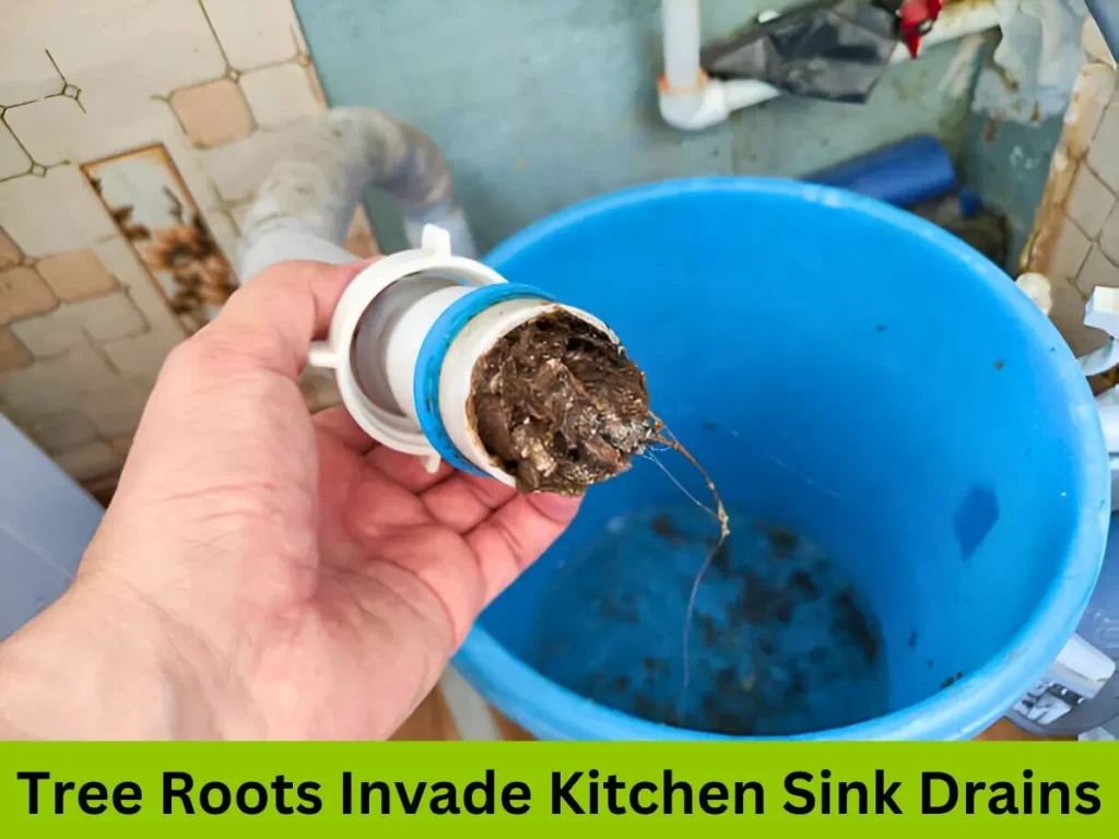 How To Snake A Kitchen Sink Drain Roots